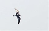 Little Gull